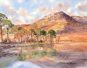 Buttermere Pines, Lake District.