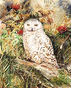 Snowyowlweb2.jpg (30804 bytes)